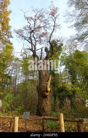 La quercia inglese Dicke Marie, risalente a 800 anni fa, è un monumento naturale situato nel quartiere di Reinickendorf, nel quartiere di Tegeler Forst. È probabilmente l'albero più antico di Berlino 2021 Foto Stock