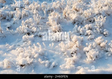 Gelo e neve in polvere che ricopre erba e terra. Foto Stock