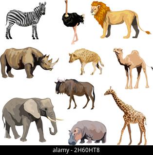 Animali africani selvatici con zebra struzzo leone rinoceros isolato illustrazione vettoriale Illustrazione Vettoriale