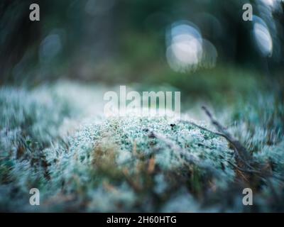 dettagli di piante forestali distorti con lenti petzval e effetto bokeh vorticoso. immagini artistiche Foto Stock