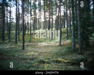 dettagli di piante forestali distorti con lenti petzval e effetto bokeh vorticoso. immagini artistiche Foto Stock