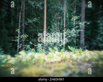 dettagli di piante forestali distorti con lenti petzval e effetto bokeh vorticoso. immagini artistiche Foto Stock