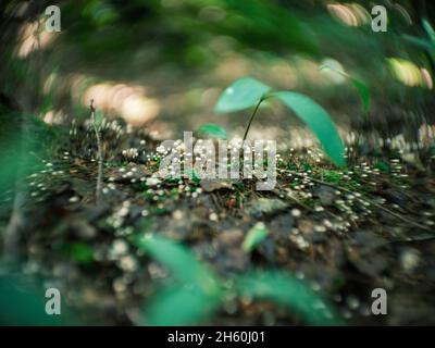 dettagli di piante forestali distorti con lenti petzval e effetto bokeh vorticoso. immagini artistiche Foto Stock