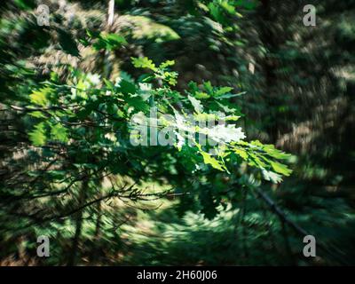 dettagli di piante forestali distorti con lenti petzval e effetto bokeh vorticoso. immagini artistiche Foto Stock