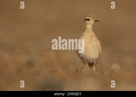 Courser color crema, immagini varie alcuni degli adulti con il disegno inconfondibile della testa, altri giovani con un piumaggio scalare aspetto. Foto Stock