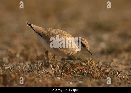 Courser color crema, immagini varie alcuni degli adulti con il disegno inconfondibile della testa, altri giovani con un piumaggio scalare aspetto. Foto Stock