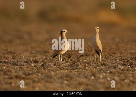 Courser color crema, immagini varie alcuni degli adulti con il disegno inconfondibile della testa, altri giovani con un piumaggio scalare aspetto. Foto Stock