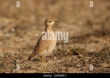 Courser color crema, immagini varie alcuni degli adulti con il disegno inconfondibile della testa, altri giovani con un piumaggio scalare aspetto. Foto Stock