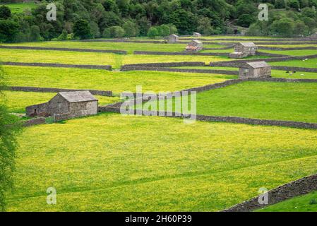 Swaledale, vista di fienili tradizionali e muri di pietra a secco in terreno agricolo vicino al villaggio di Gunnerside in Swaledale, Yorkshire Dales National Park, Inghilterra Foto Stock