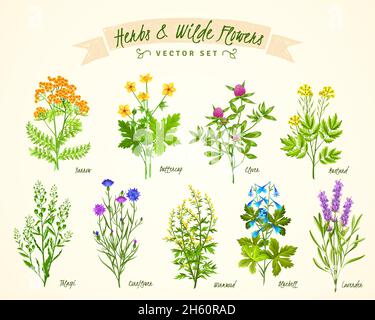 Fondo bianco piatto con set di varie erbe in fiore e. fiori selvatici con i loro nomi isolato vettore illustrazione Illustrazione Vettoriale