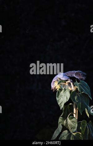 Scoiattolo grigio acrobatico orientale (Sciurus Carolinensis) che mangia semi di girasole su sfondo nero. Concetto di equilibrio, agilità, acrobatica Foto Stock