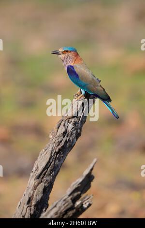 Un rullo indiano adulto (Coracias benghalensis) arroccato su un albero morto nella riserva della tigre di Tadoba-Andhari, Maharashtra, India Foto Stock