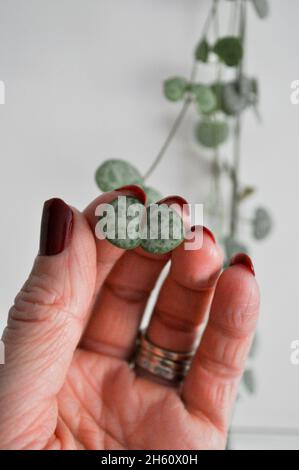 Stringa di cuori houseplant (Ceropegia woodii) - pianta di coda. L'immagine mostra le 'strings' sullo sfondo e la foglia a forma di cuore con la mano femminile Foto Stock