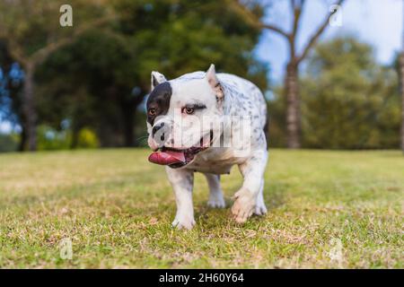 Stanco cane bully americano che cammina con la lingua fuori in un parco Foto Stock