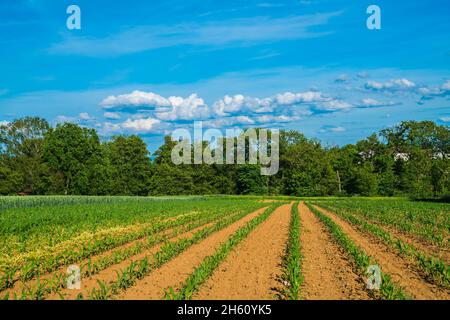 Giovane campo di mais di nuove piante di mais verde che crescono su terreno marrone al bordo della foresta in primavera in bellissimo paesaggio naturale e agricoltura Foto Stock