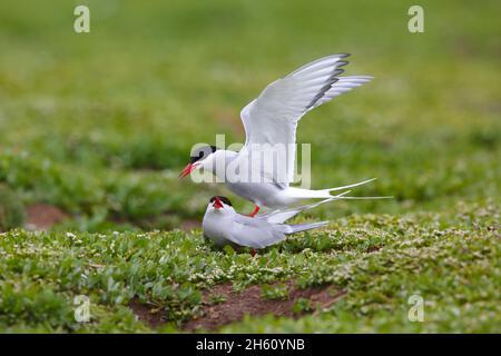 Una coppia di Terni artici (Sterna paradisaea) che si accoppiano sulle Isole Farne, Northumberland, Regno Unito Foto Stock