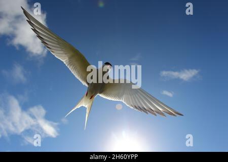 Una terna artica adulta (Sterna paradisaea) che insegue il fotografo intorno alla colonia su Inner Farne, Isole Farne, Northumberland Foto Stock