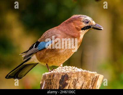 Eurasian Jay a riposo nel giardino di Cotswolds Foto Stock