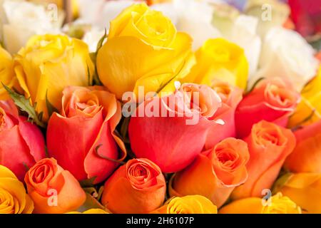 Le rose gialle e arancioni, possono essere usate come sfondo. DOF poco profondo! Foto Stock