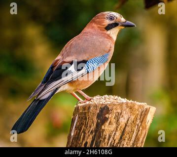 Eurasian Jay a riposo nel giardino di Cotswolds Foto Stock