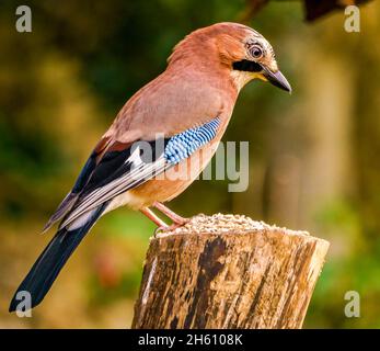 Eurasian Jay a riposo nel giardino di Cotswolds Foto Stock