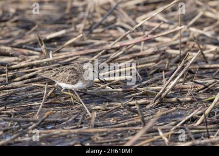 Un minimo di sandpiper (Calidris minutilla) che cammina attraverso la cremagliera in un estuario a St. Augustine, Florida. Foto Stock