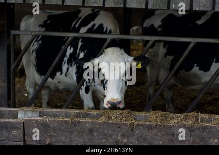 Mucca che attacca la sua testa attraverso un cancello di alimentazione incernierato su un'azienda agricola, raggiungendo per fieno/paglia Foto Stock