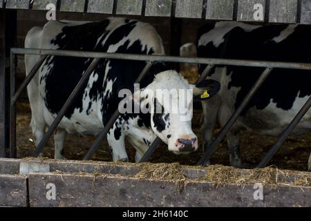 Mucca che attacca la sua testa attraverso un cancello di alimentazione incernierato su un'azienda agricola, raggiungendo per fieno/paglia Foto Stock