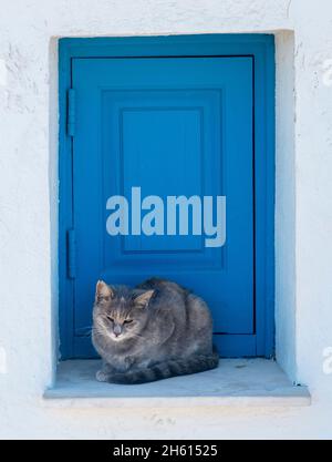 Gatto randagio su una sporgenza della finestra della chiesa, Chiesa di Agioi Anargyri, Capo Greko, Cipro. Foto Stock