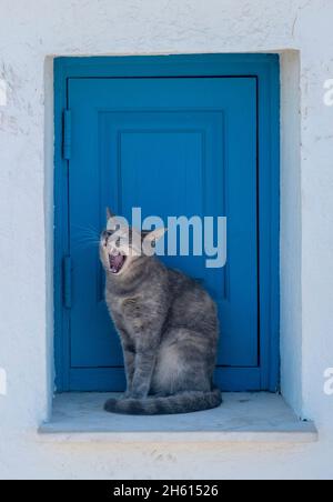 Gatto vagante su una sporgenza della finestra della chiesa, Chiesa di Agioi Anargyri, Capo Greko, Cipro. Foto Stock