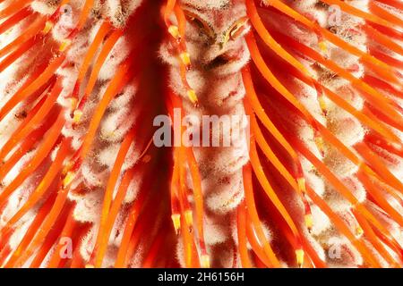 Macro close-up di Scarlet Banksia (Banksia cockinea) infiorescenza Foto Stock