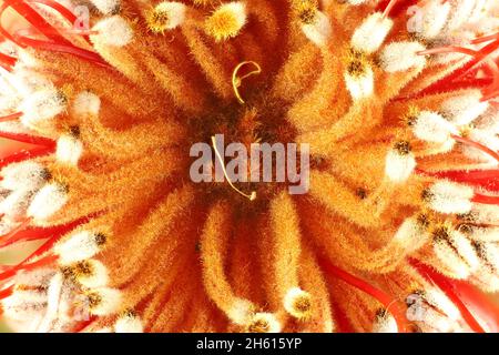 Macro close-up di Scarlet Banksia (Banksia cockinea) infiorescenza Foto Stock