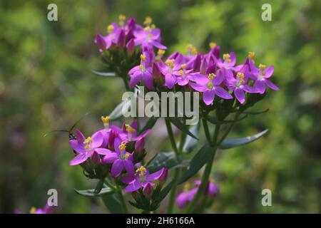 Centaurium erythraea, Centaury comune, Gentianaceae. Piante selvatiche sparate in estate. Foto Stock
