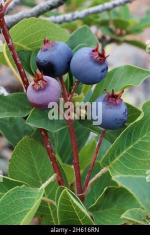 Amelanchier ovale, June-Berry, Rosaceae. Piante selvatiche sparate in estate. Foto Stock