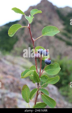 Amelanchier ovale, June-Berry, Rosaceae. Piante selvatiche sparate in estate. Foto Stock