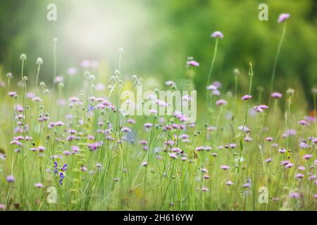 Fiori selvatici in un pascolo. Prato primaverile o estivo con fiori rosa selvaggi alla luce del sole del mattino. Messa a fuoco selettiva. Profondità di campo molto bassa Foto Stock
