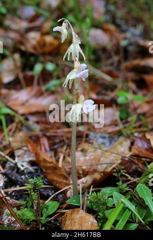 Epipogium afillum, Ghost Orchid, Orchidaceae. Piante selvatiche sparate in estate. Foto Stock