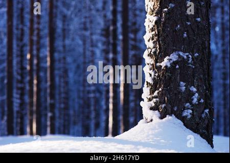 Primo piano di tronco di pino nella foresta invernale. Mettere a fuoco su tronco di albero. Foto Stock