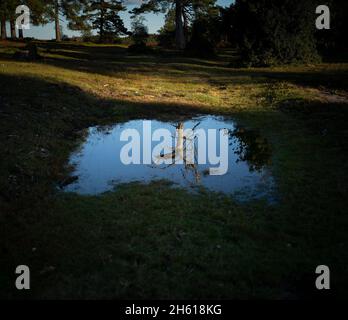Un albero morto che si riflette in una pozzanghera in un ambiente boschivo, possibile concetto di riscaldamento globale e cambiamento climatico. Uno sguardo al futuro possibile. Foto Stock