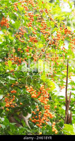 I piccoli grappoli di frutta arancione sulla pianta sono belli Foto Stock