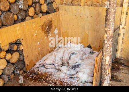 Merluzzo fresco pescato impaccato di sale, Fogo, Terranova e Labrador NL, Canada Foto Stock