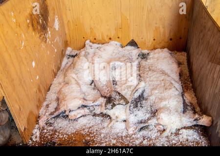 Merluzzo fresco pescato impaccato di sale, Fogo, Terranova e Labrador NL, Canada Foto Stock