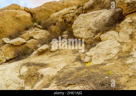 Vista di rocce con fiori selvatici di Sternbergia, in autunno, sulla cresta di Yeruham, il deserto del Negev, Israele meridionale Foto Stock