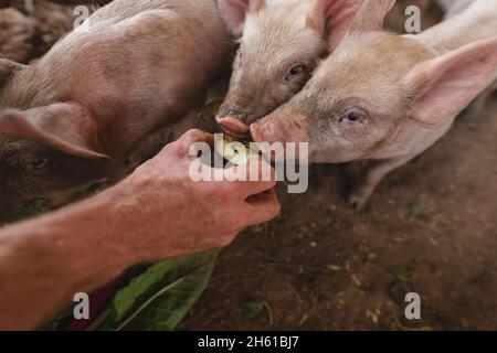 Mano ritagliata di maschii contadini che alimentano i suinetti a penna in azienda agricola biologica Foto Stock