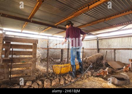 Agricoltore maschio che alimenta suini da recinzione esterna di penna in azienda agricola biologica Foto Stock