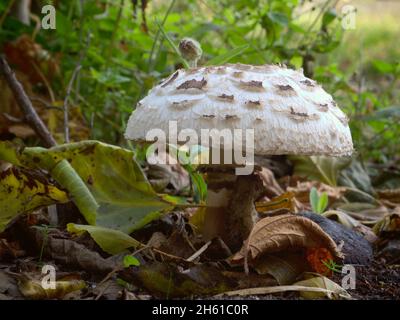 Funghi lepiota bianchi da vicino in natura Foto Stock