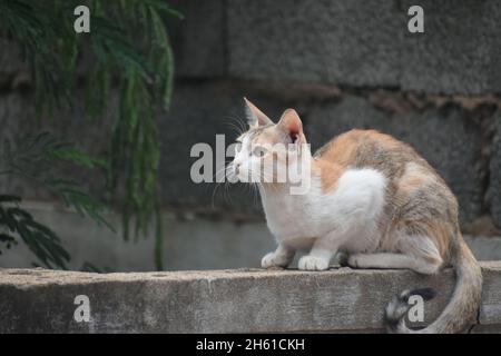 Carino piccolo gatto yawning / purring / seduta pacificamente Foto Stock