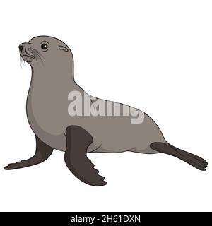 Illustrazione a colori con sigillo in pelliccia. Oggetto vettore isolato su sfondo bianco. Illustrazione Vettoriale