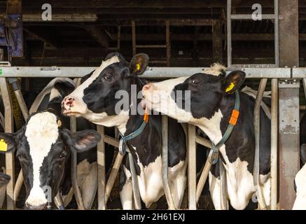 Le mucche baciano coccolarsi, guardando le teste in fila in una stalla durante il tempo di alimentazione Foto Stock