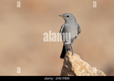 Blackstart, Mount nebo Wester Slope, Giordania, ottobre 2021 Foto Stock